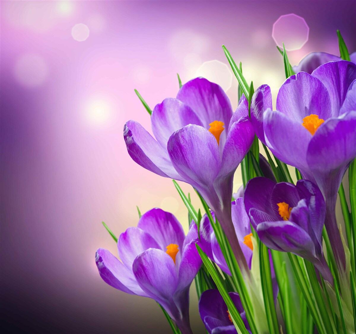 Fototapet în zori, irișii înfloresc într-o nuanță delicată de violet