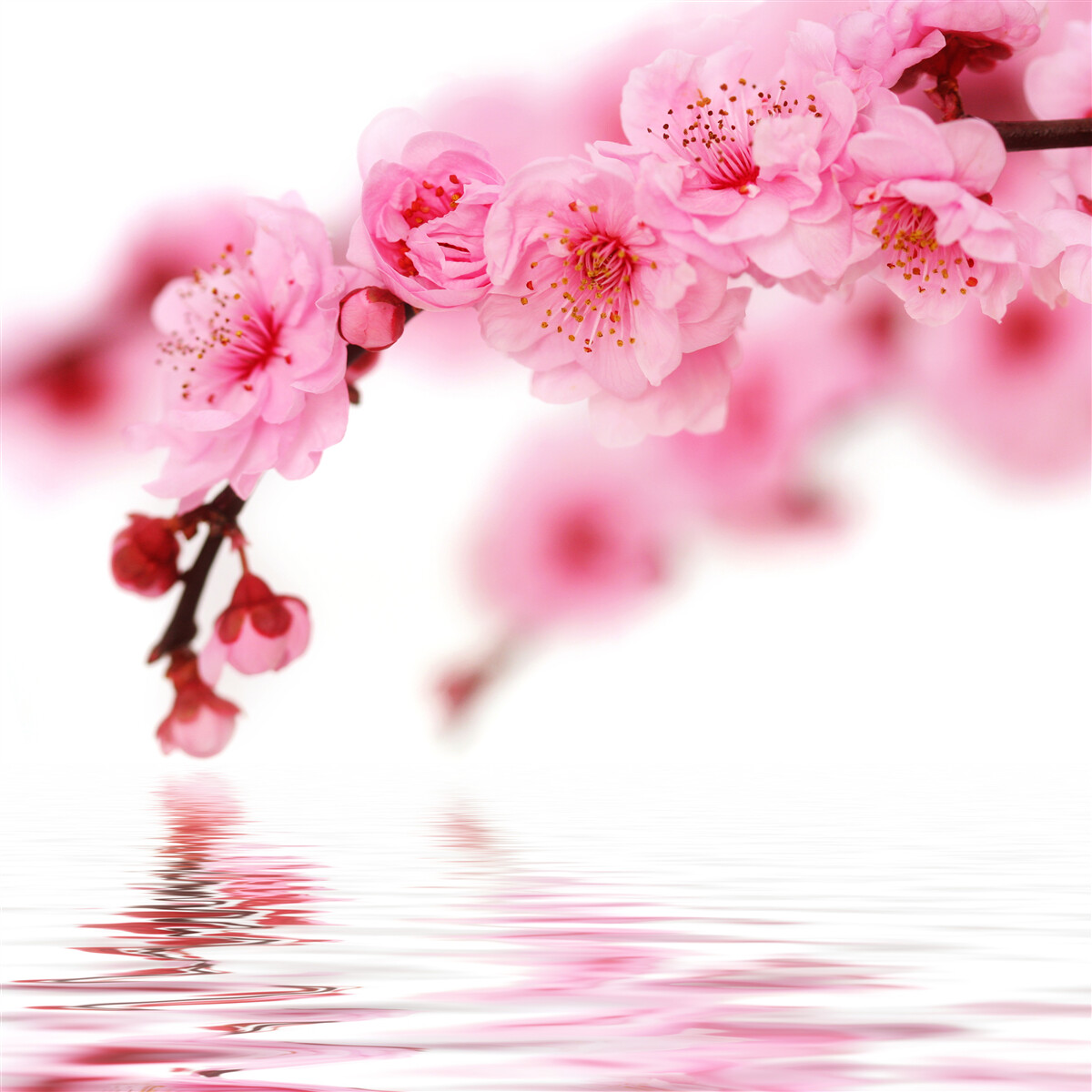 Fototapet filiala pink sakura se află lângă apă