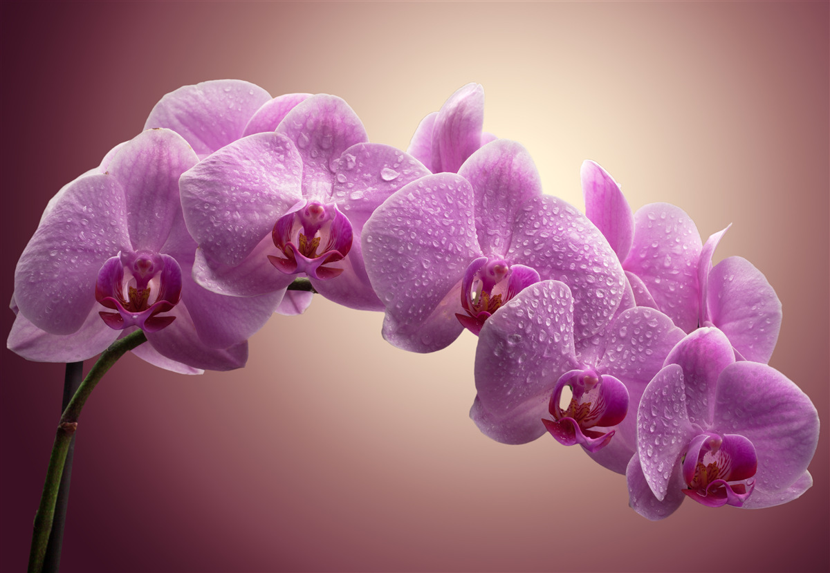 Fototapet ramură înflorită a unei orhidee liliac
