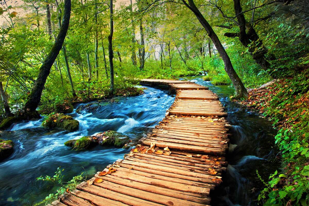 Fototapet un pod de lemn care traversează o pădure deasă