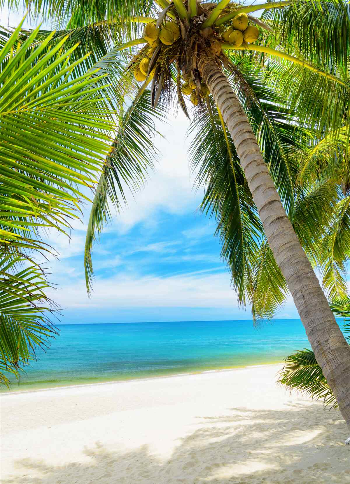 Fototapet palmier bananier pe o coastă tropicală