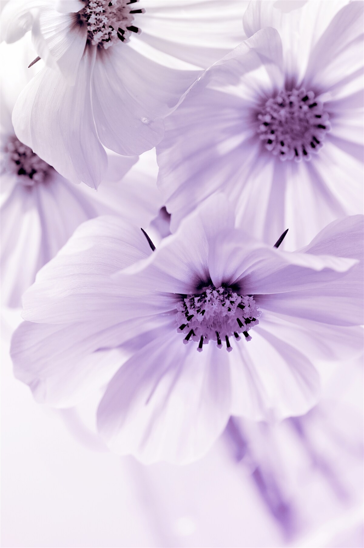 Fototapet close-up arată flori de liliac cu petale delicate