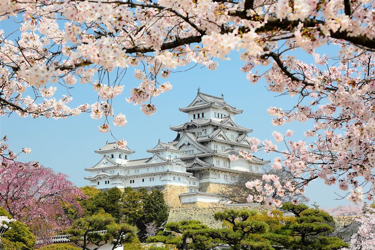 Fototapet casă japoneză antică cu sakura roz în floare