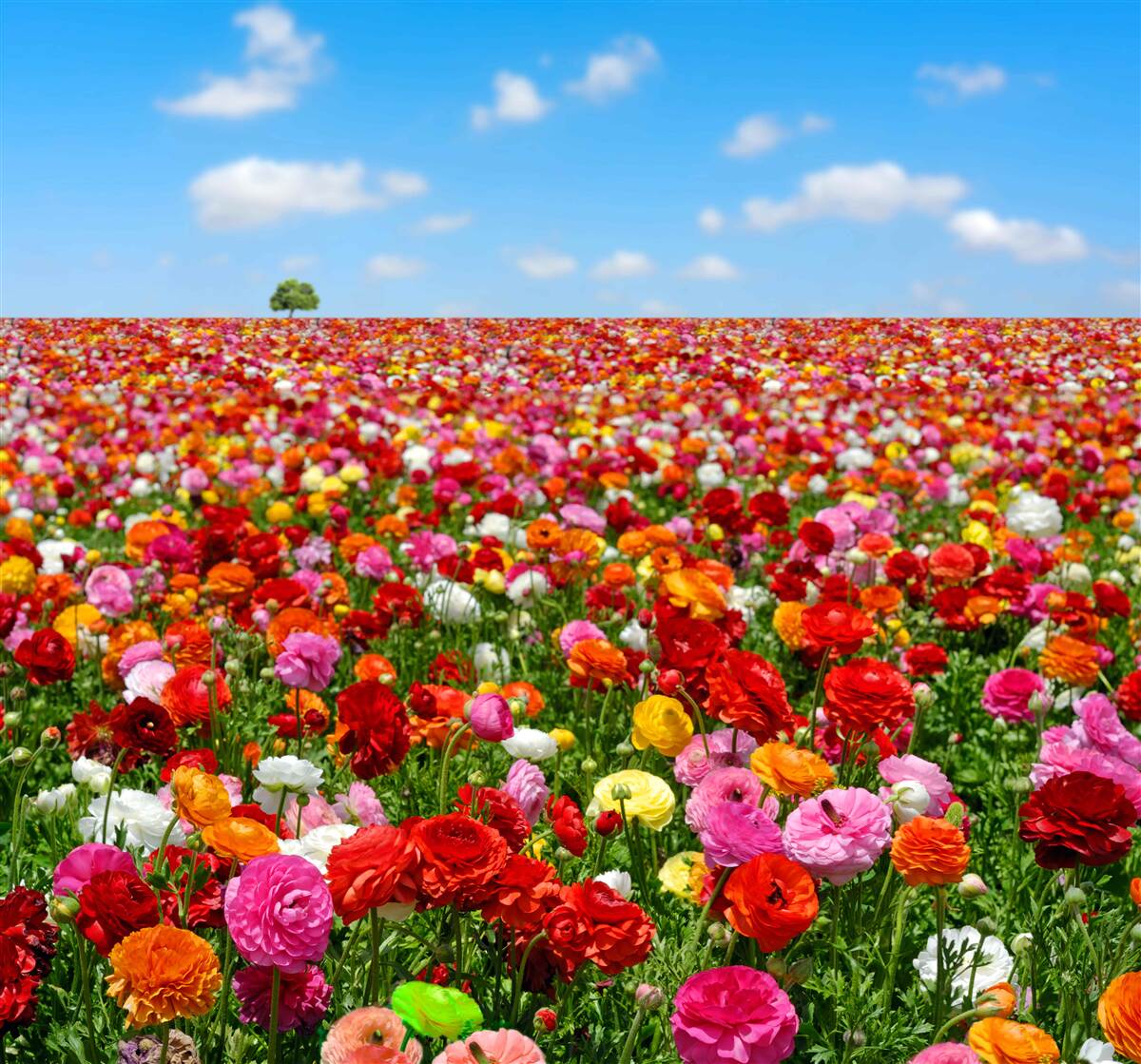 Fototapet o pajiște presărată cu o multitudine de flori colorate