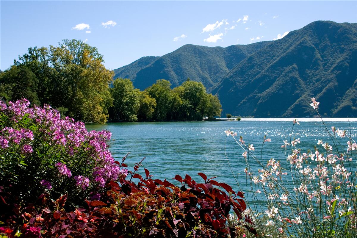 Fototapet lac de munte liniștit și plante de vară înflorite