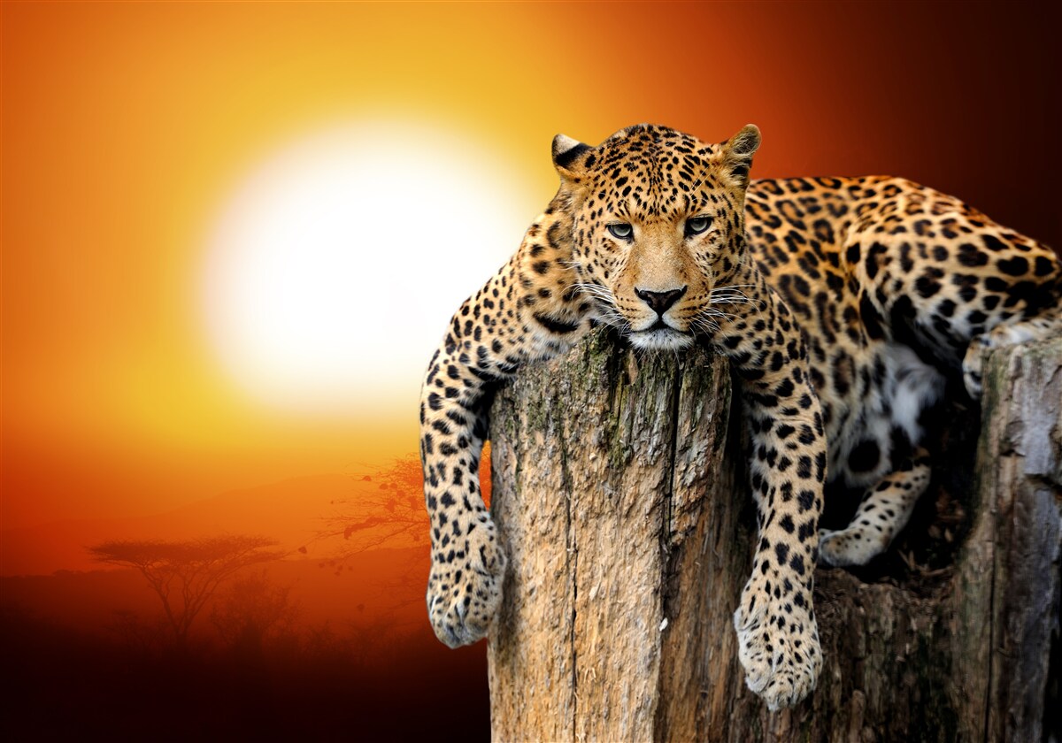 Fototapet leopard bucurându-se de apus