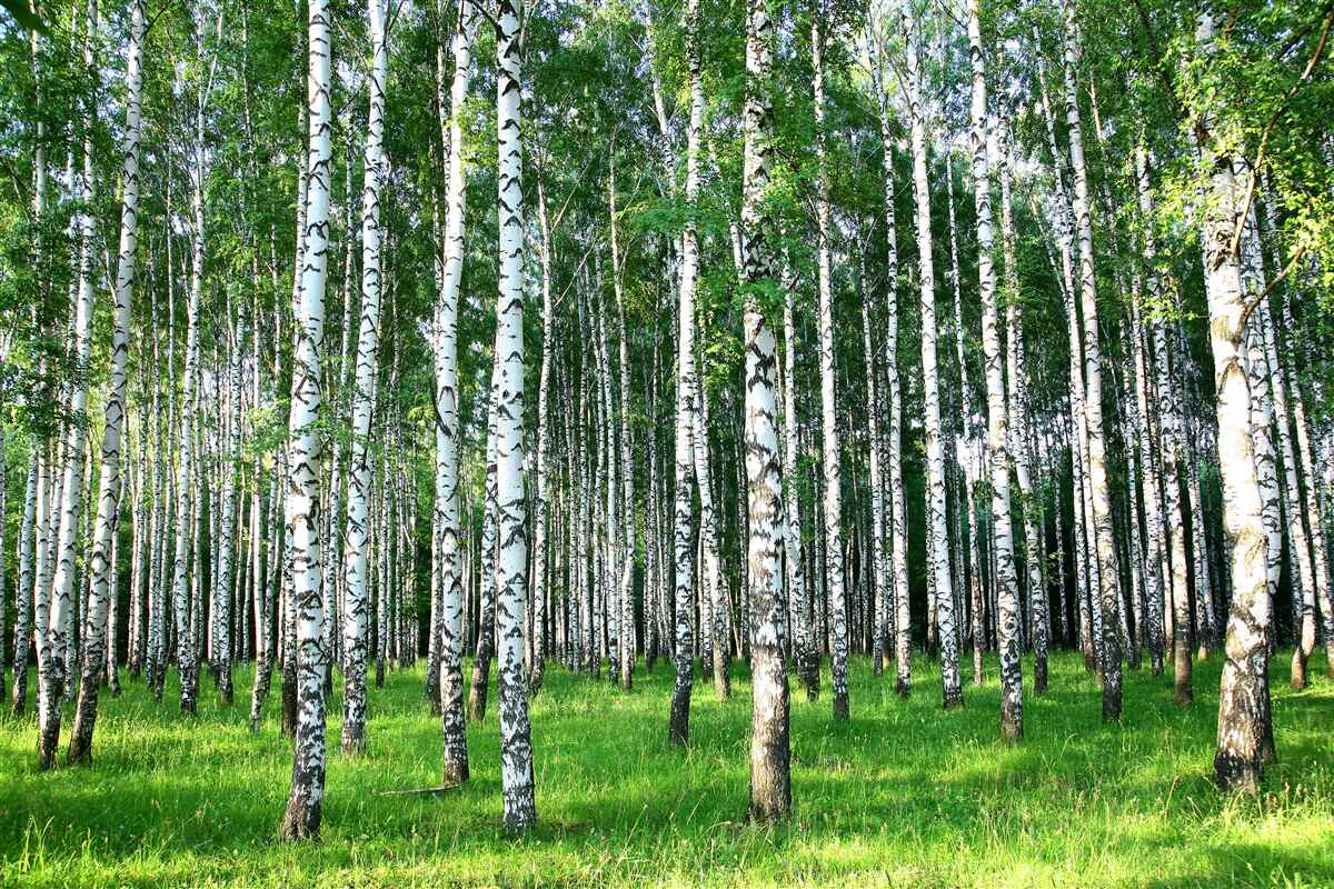 Fototapet mesteacăn subțire în decor de vară