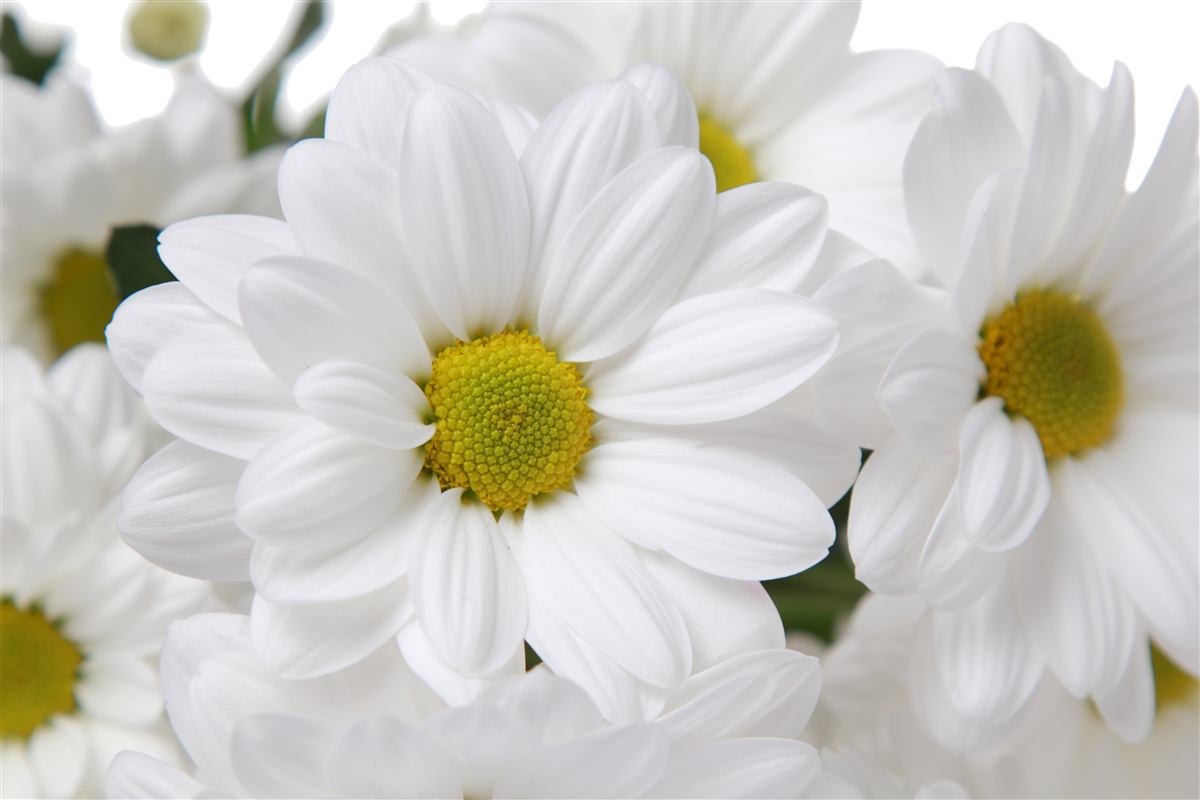 Fototapet buchet de margarete albe ca zăpada