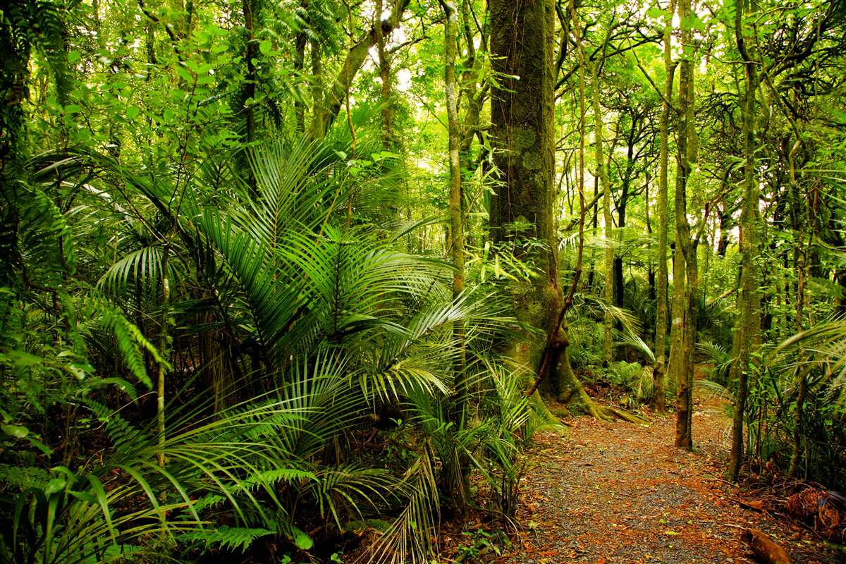Fototapet păduri tropicale luxuriante de smarald