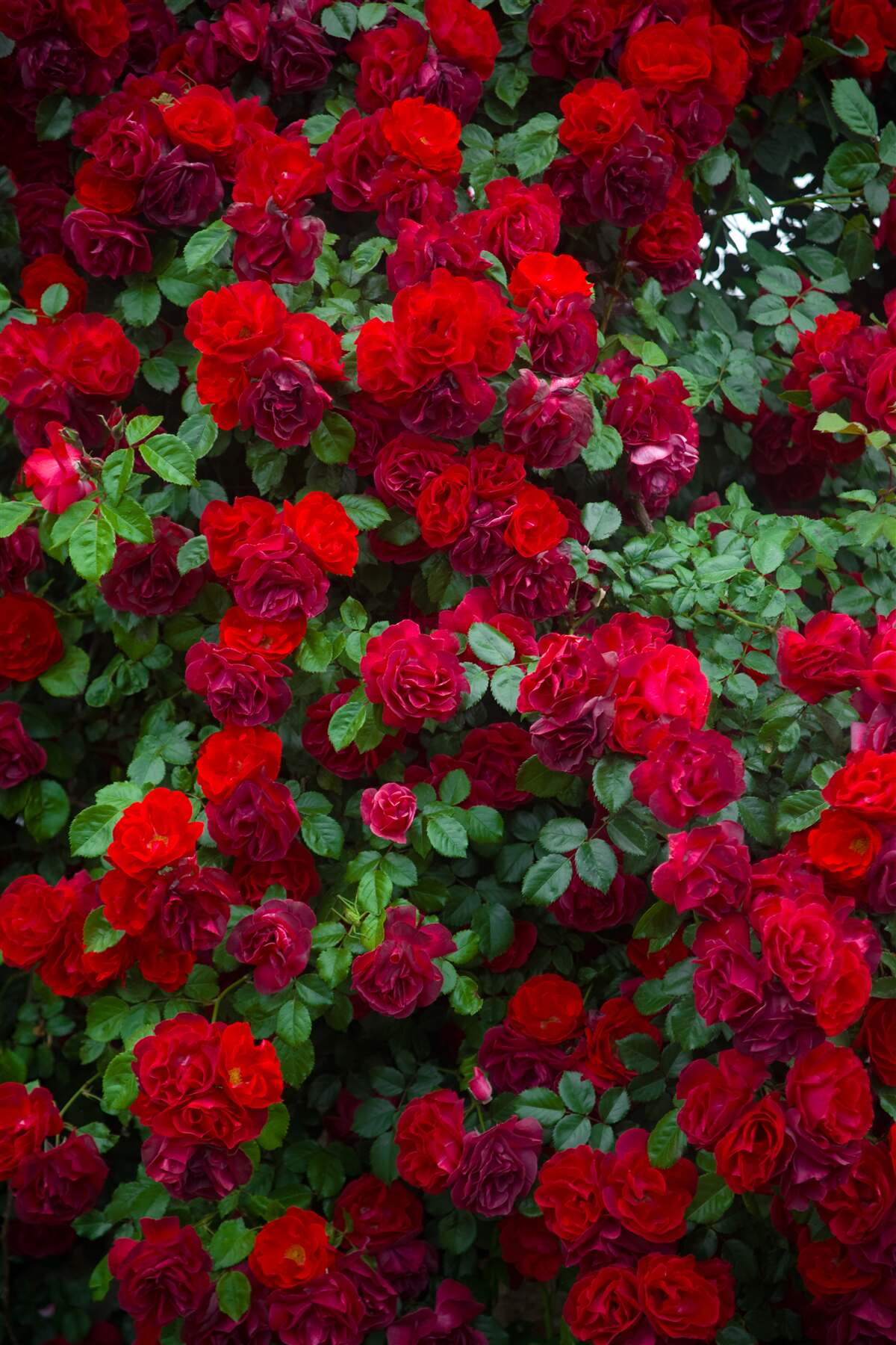 Fototapet tufiș de trandafir scarlet