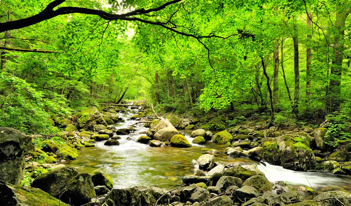 Fototapet un pârâu liniștit printr-un tufiș de pădure