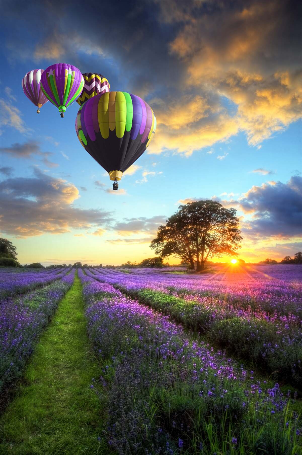 Fototapet un balon cu aer cald luminos plutind deasupra unui câmp de lavandă