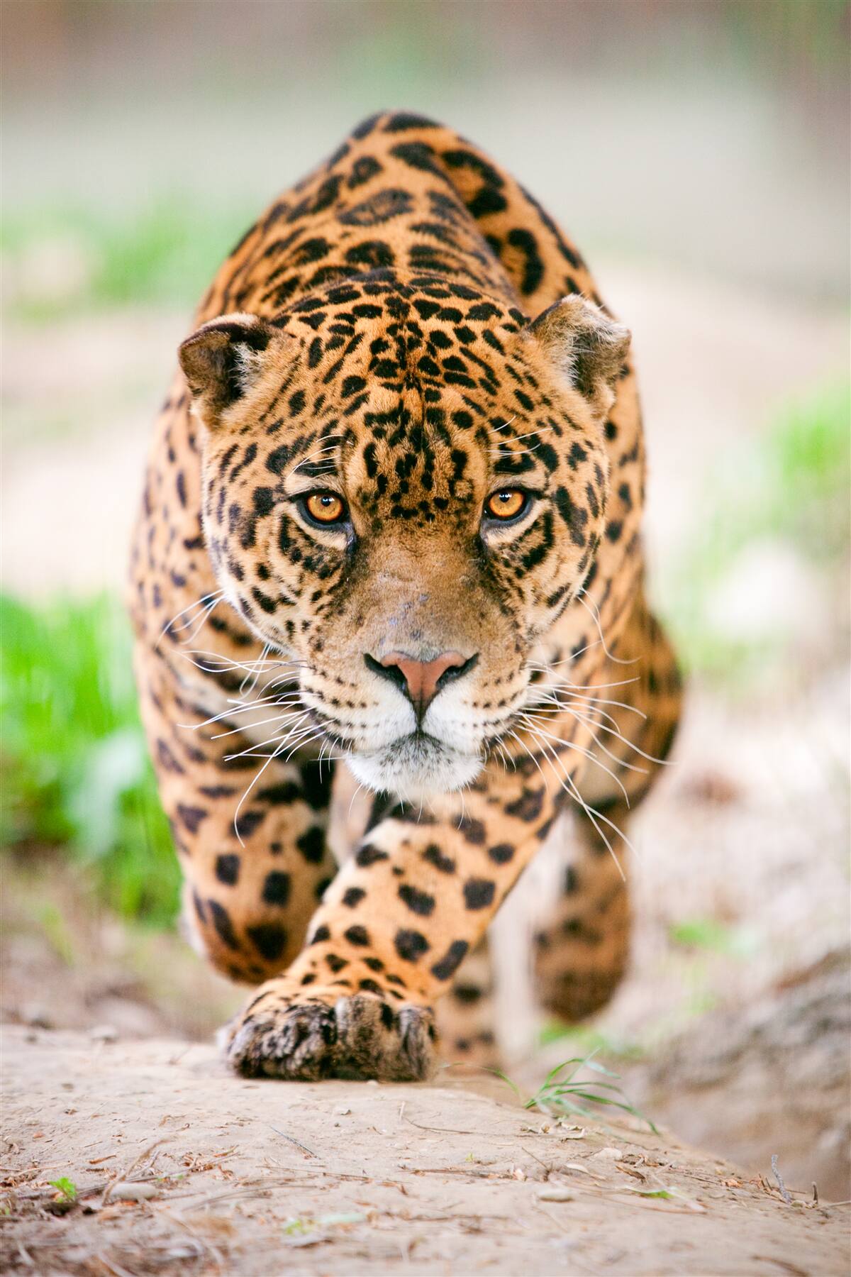 Fototapet un leopard pânditor cu ochi de chihlimbar