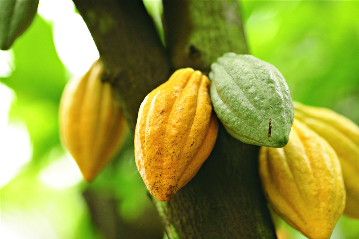 Fototapet boabe de cacao coapte pe copac