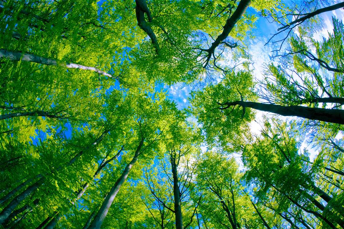 Fototapet pădure de culoarea smaraldului cu un cer albastru în fundal