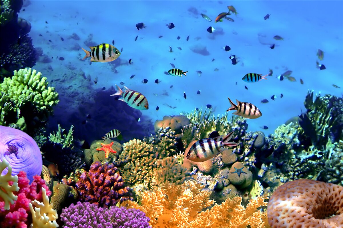 Fototapet pește dungat în adâncurile oceanului