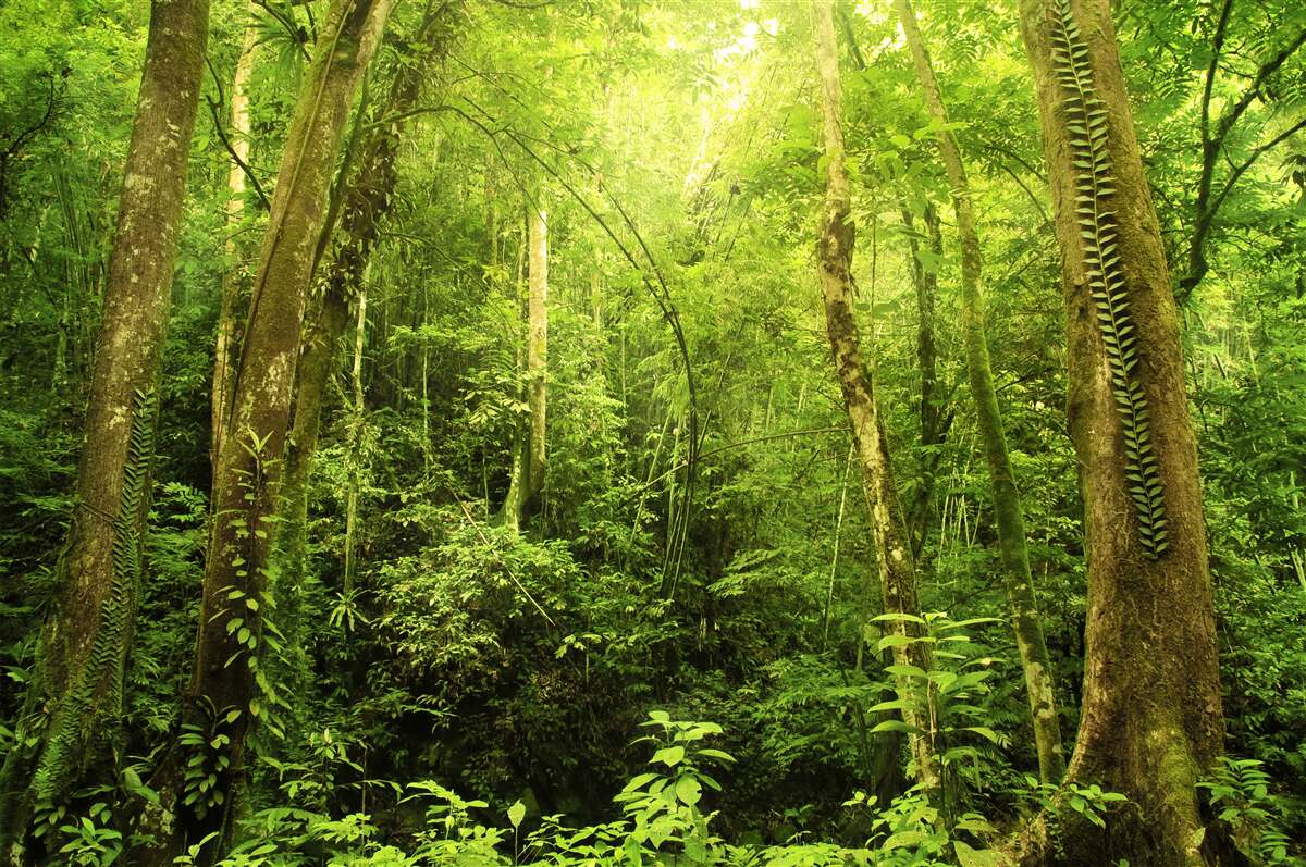 Fototapet razele soarelui pătrund prin pădurea verde densă