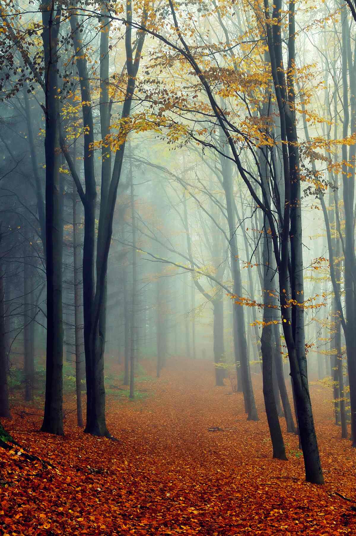 Fototapet pădure de toamnă învăluită în ceață