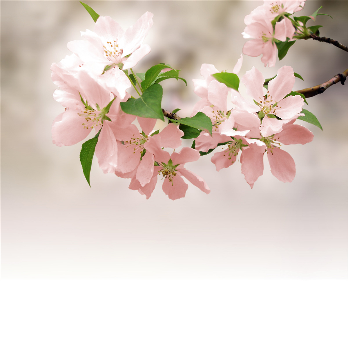 Fototapet flori roz sakura