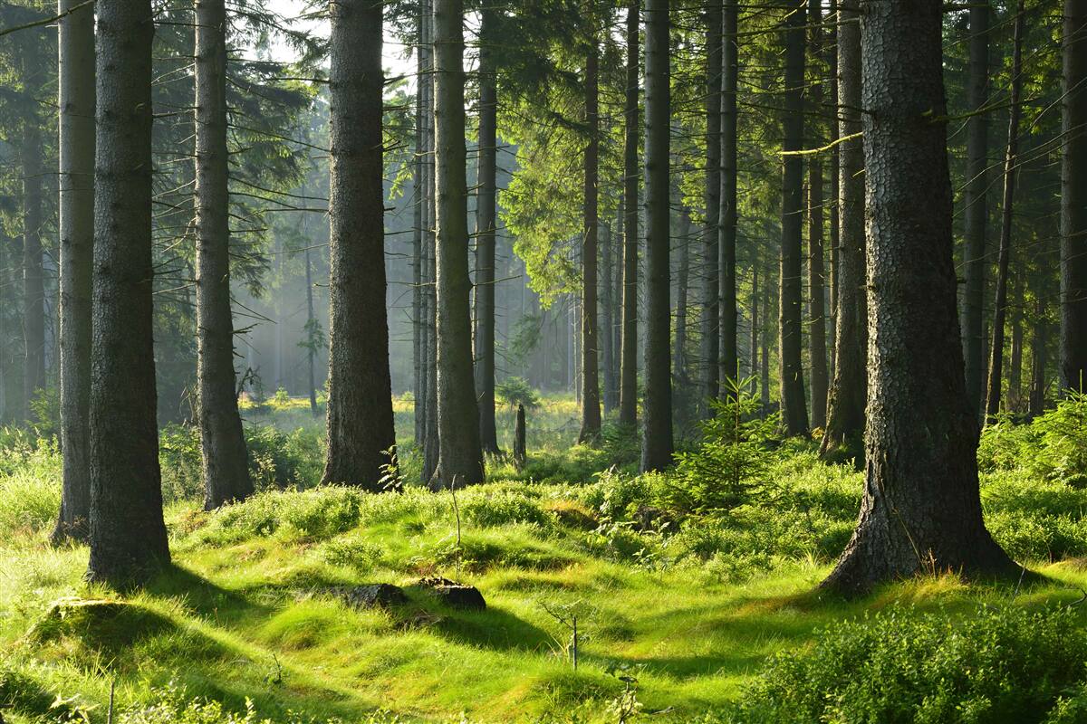 Fototapet copaci înalți și bătrâni și mușchi verde