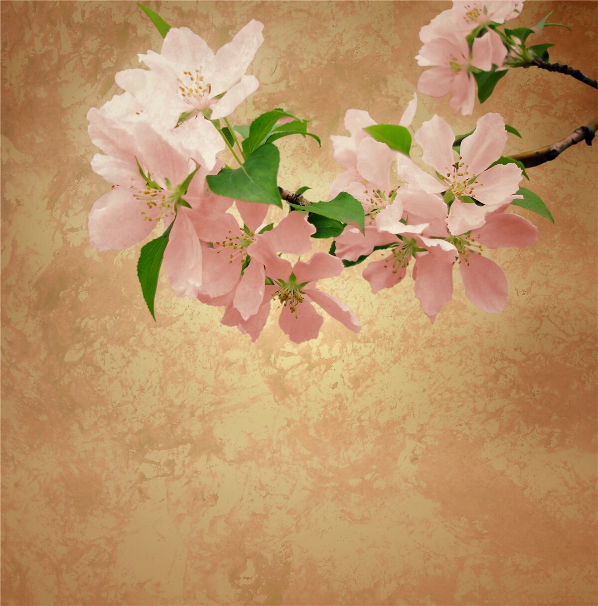 Fototapet flori sakura tinere și delicate