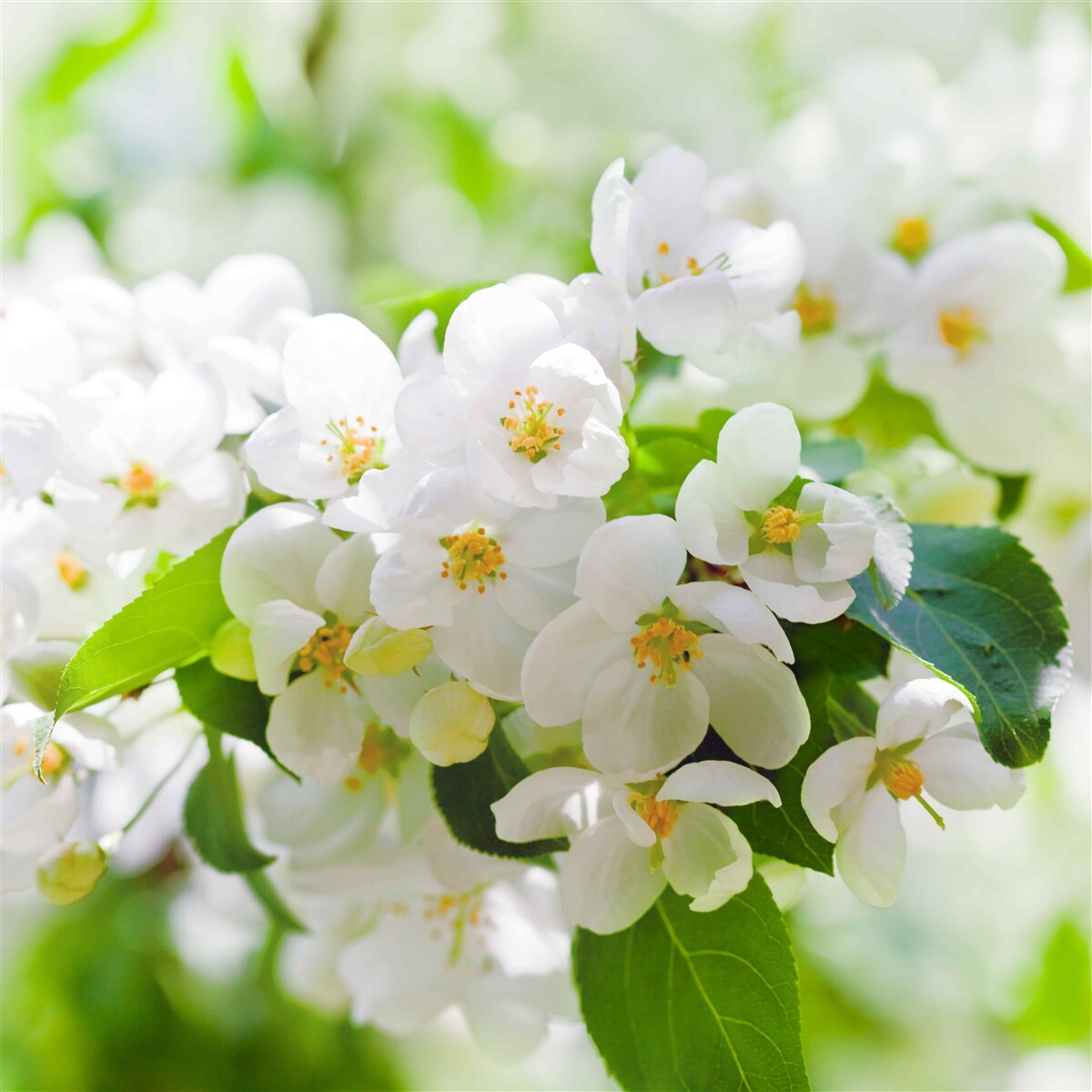 Fototapet flori de iasomie cu o aromă plăcută