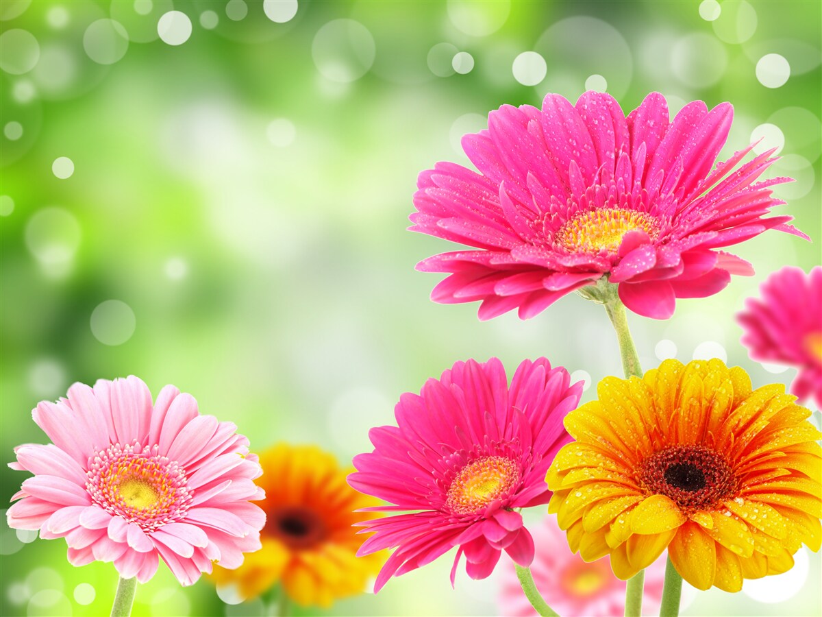Fototapet gerbera strălucește sub picăturile de ploaie