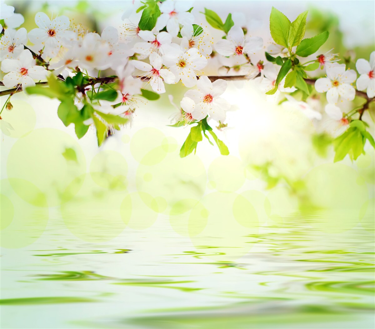 Fototapet florile de sakura sunt albe peste apa caldă de vară