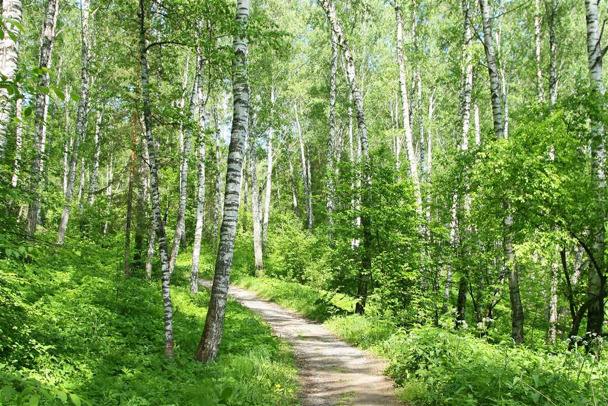 Fototapet calea spre livada de mesteacăn verde