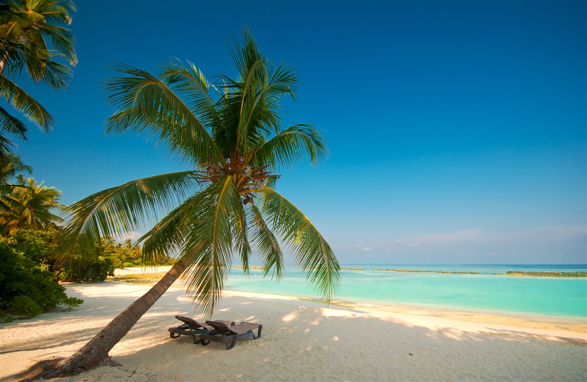Fototapet hamac întins sub un palmier pe o coastă tropicală