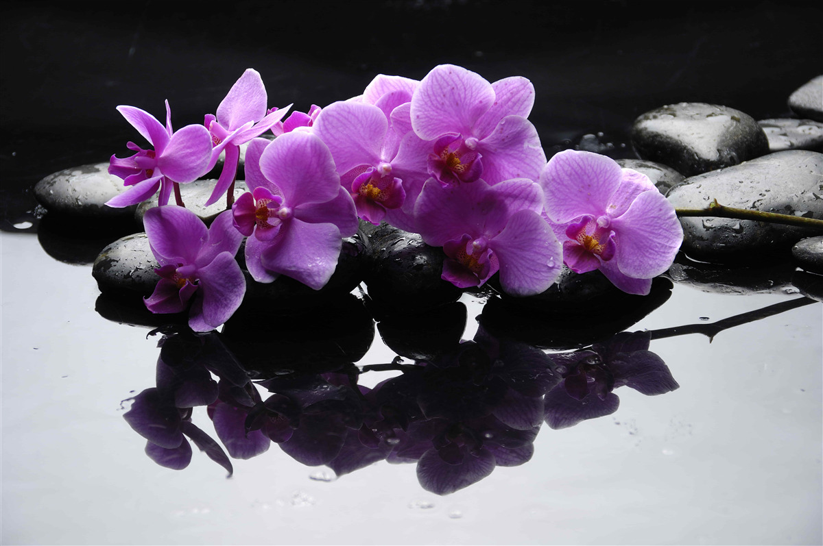 Fototapet orhidee liliac pe o piatră lângă apă