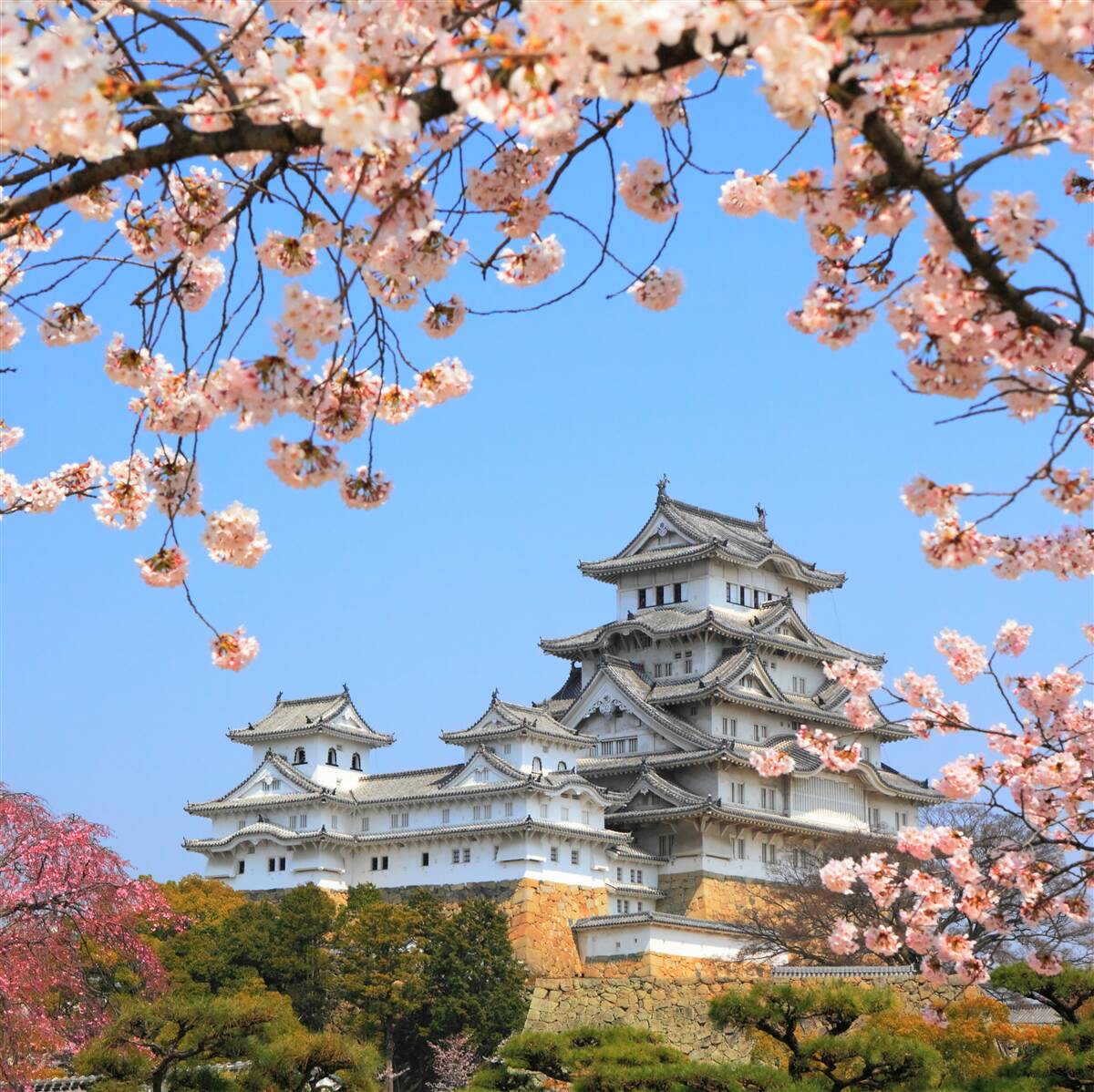 Fototapet templu japonez antic înconjurat de sakura