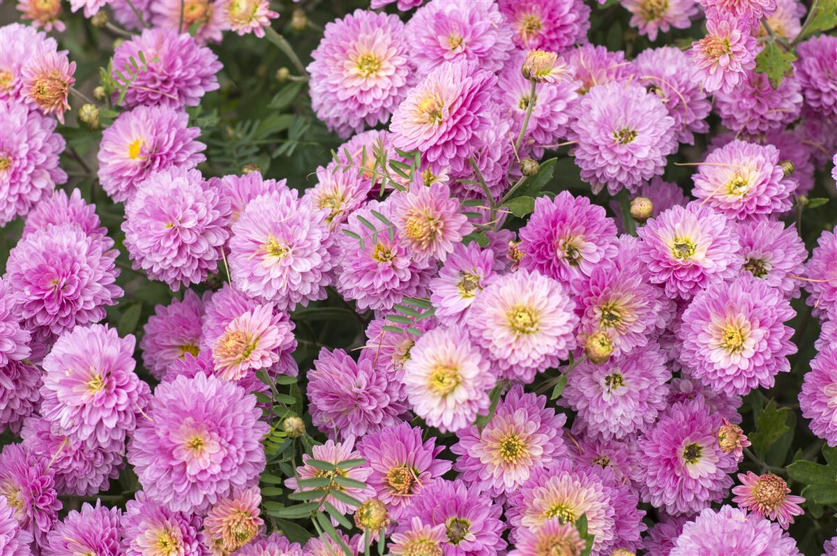 Fototapet gerbera frumoase cu margarete liliac luminos