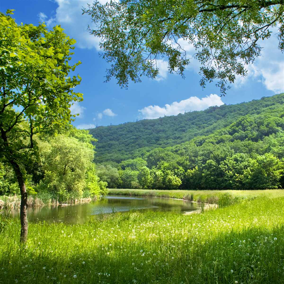 Fototapet zi însorită, luminoasă pe o poiană verde din pădure