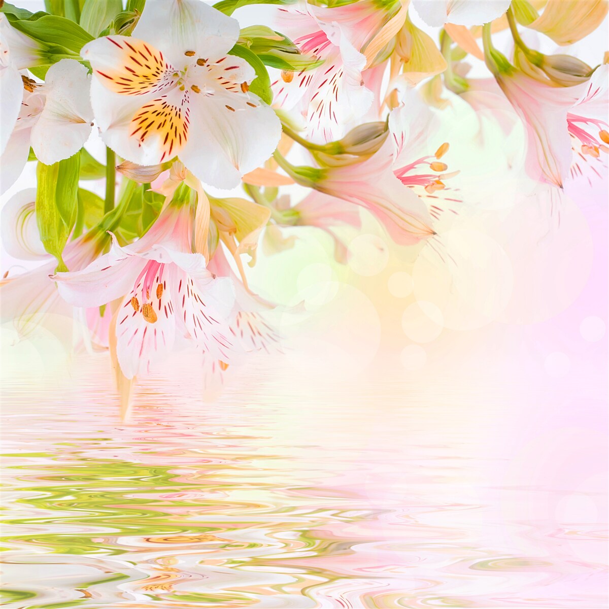 Fototapet florile delicate în nuanțe de alb și roz tind să fie diluate