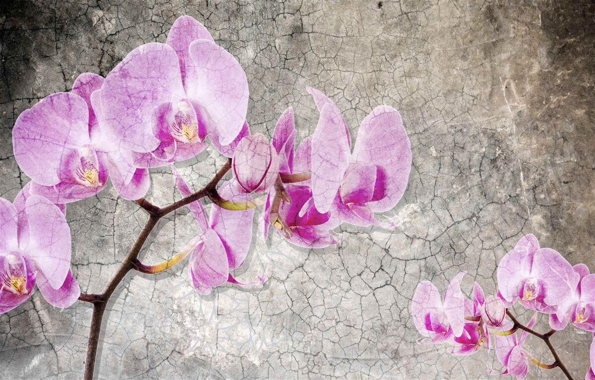 Fototapet ramuri de orhidee liliac pe un fundal gri