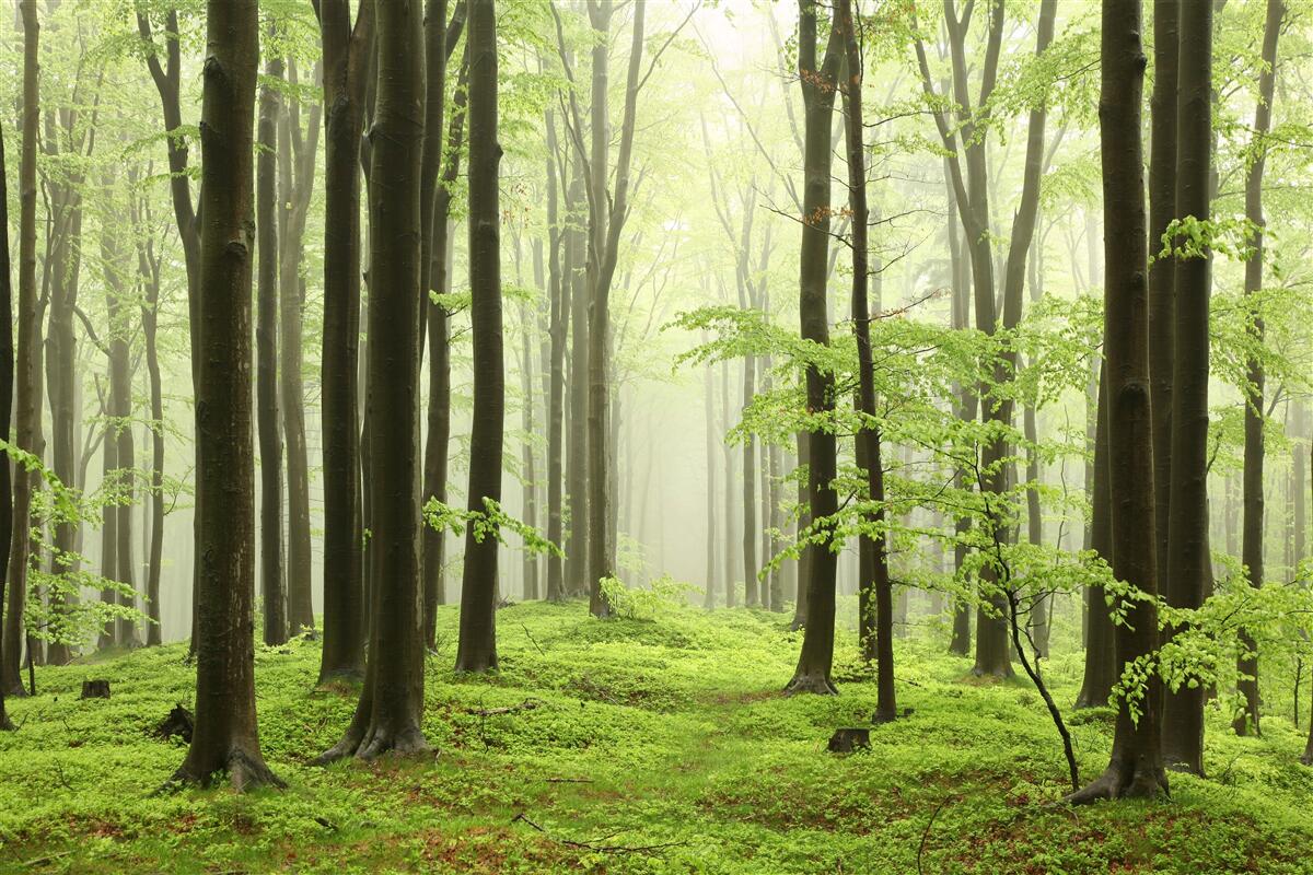 Fototapet copaci într-o pădure densă