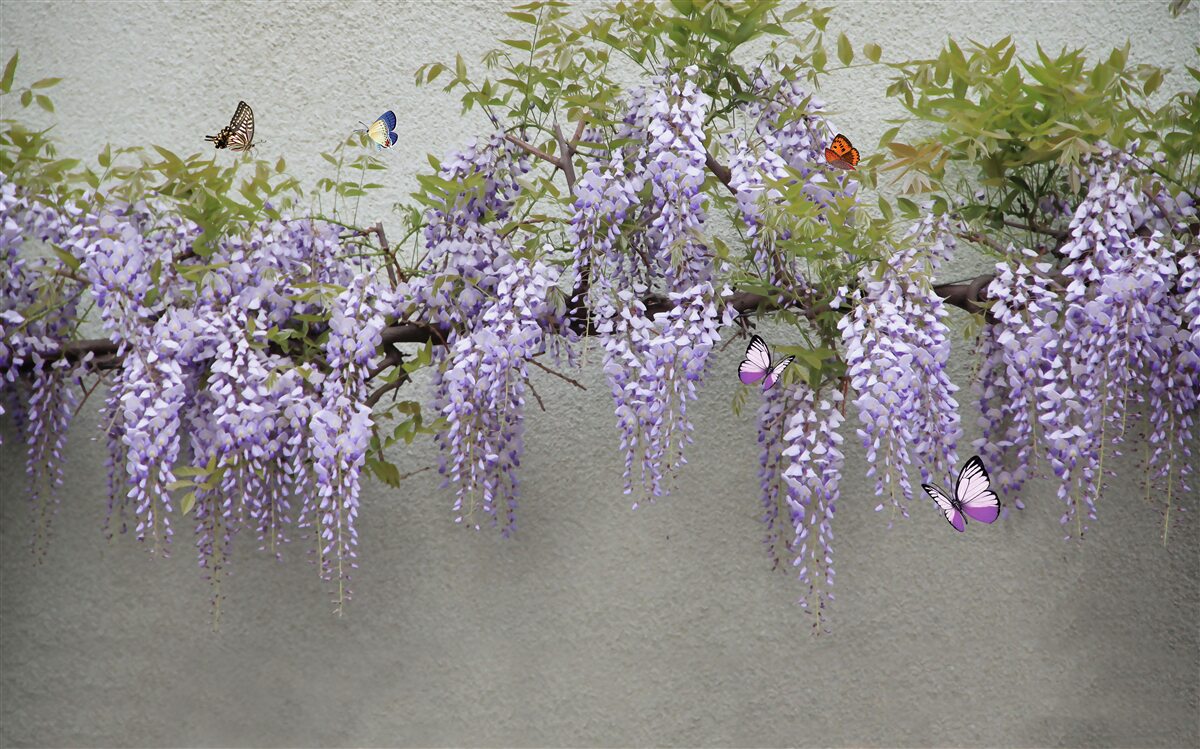 Fototapet fluturii zboară în jurul florilor de liliac
