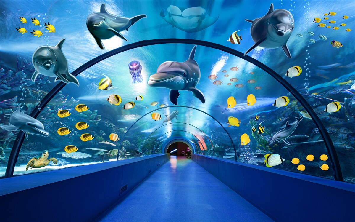 Fototapet delfini oceanici