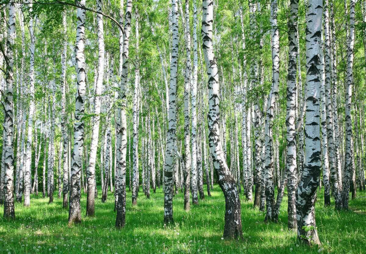 Fototapet pădure de mesteacăn de primăvară