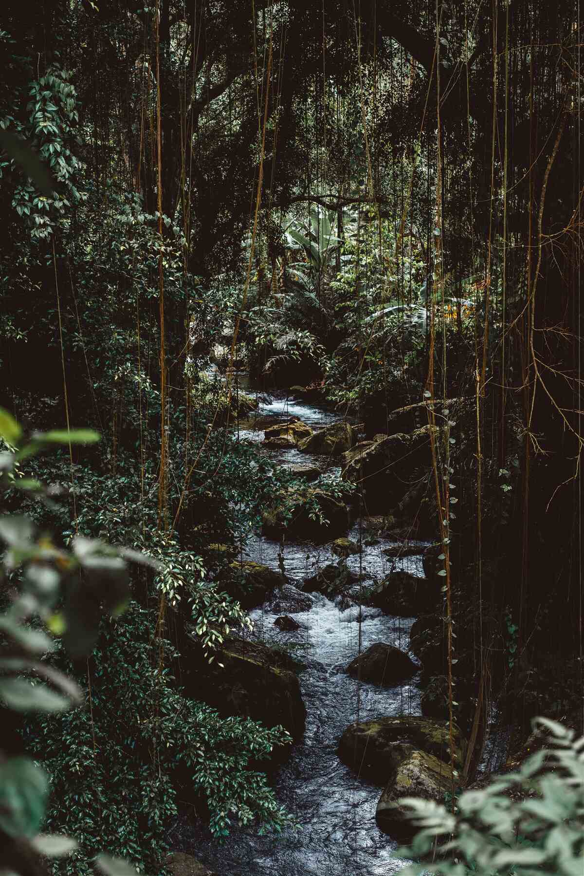 Fototapet râu forestier