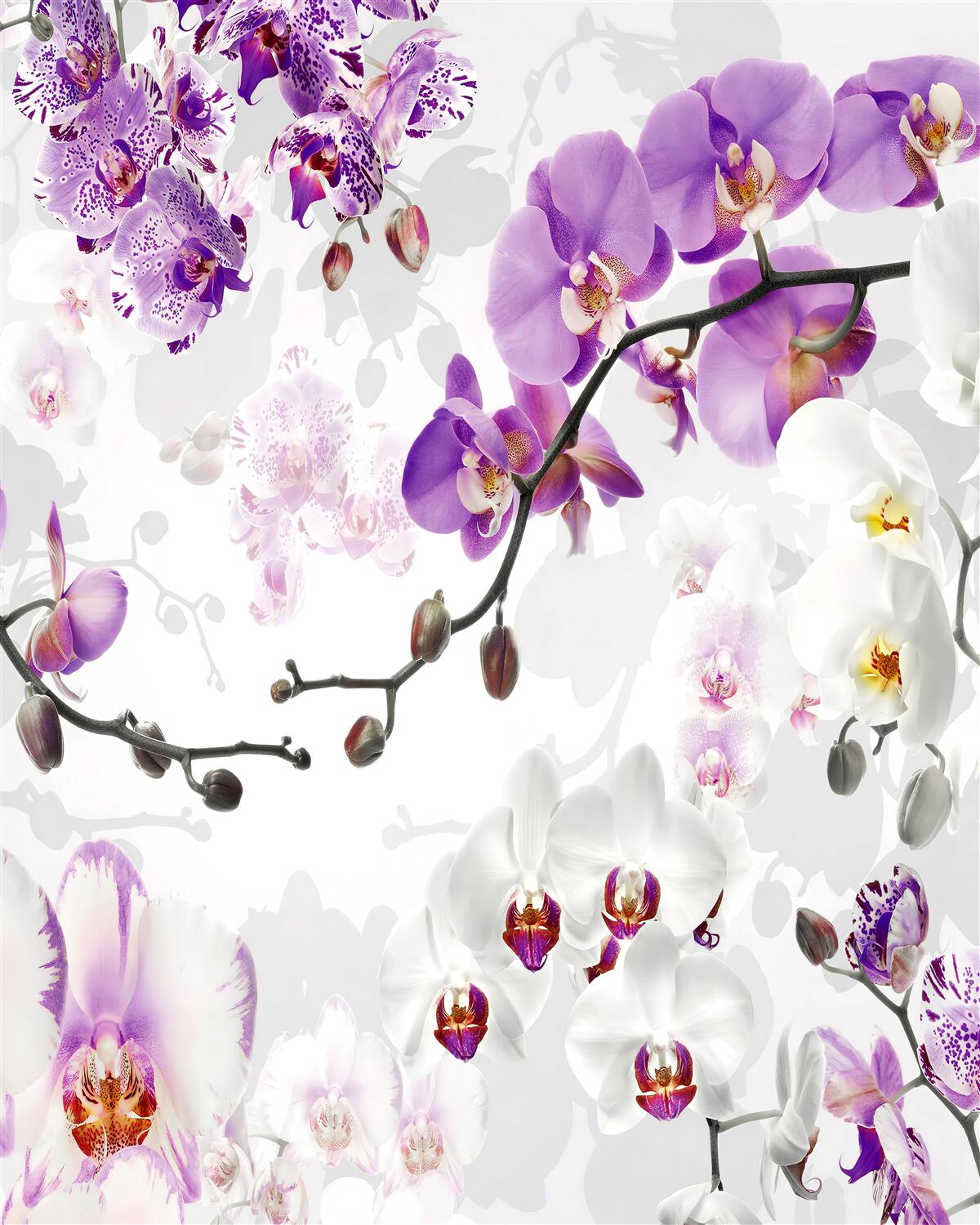 Fototapet ramură cu orhidee violete înflorite