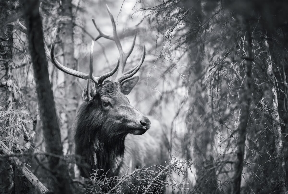 Fototapet o căprioară de pădure cu coarne formează o cărare