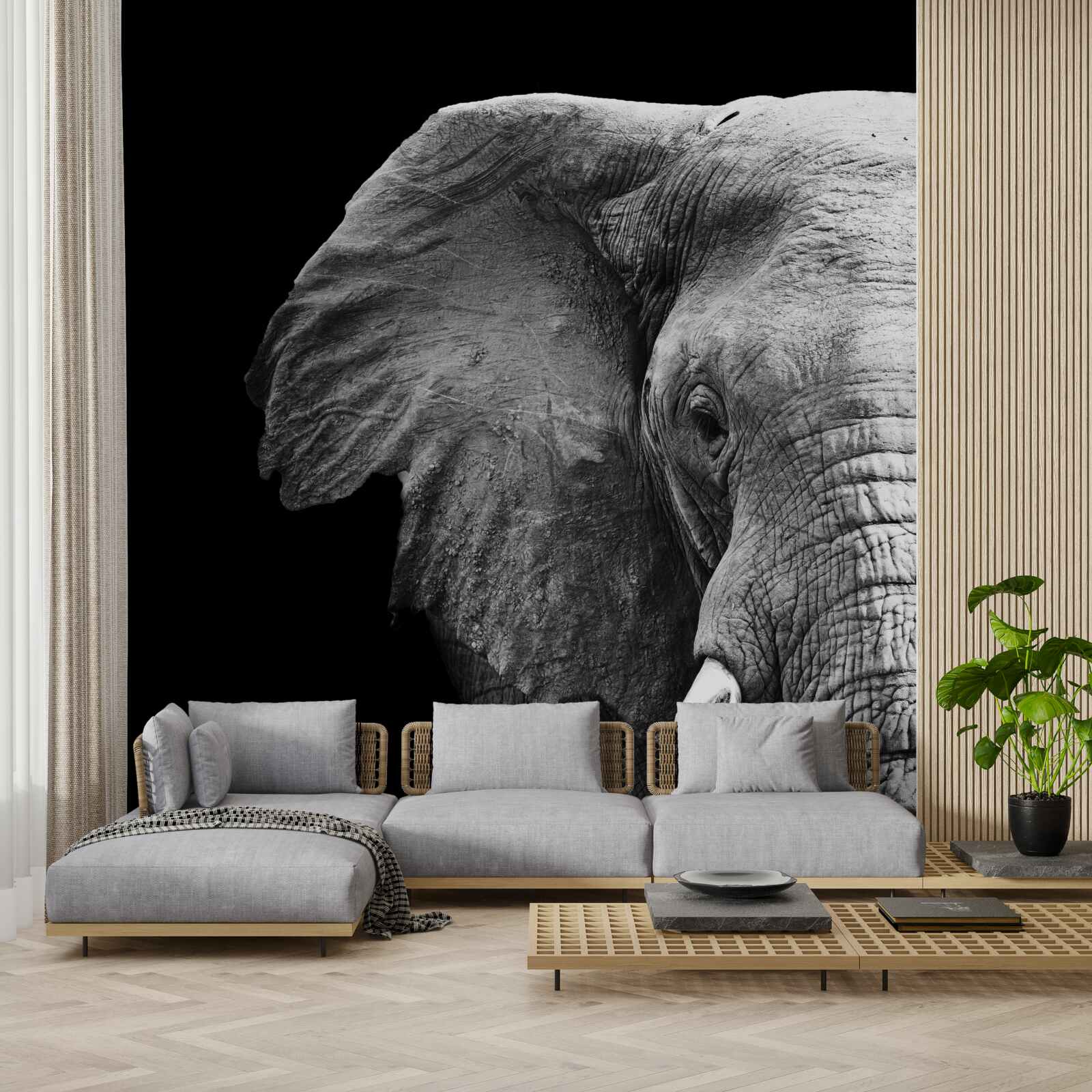 Fototapet close-up al unui elefant pe un fundal negru