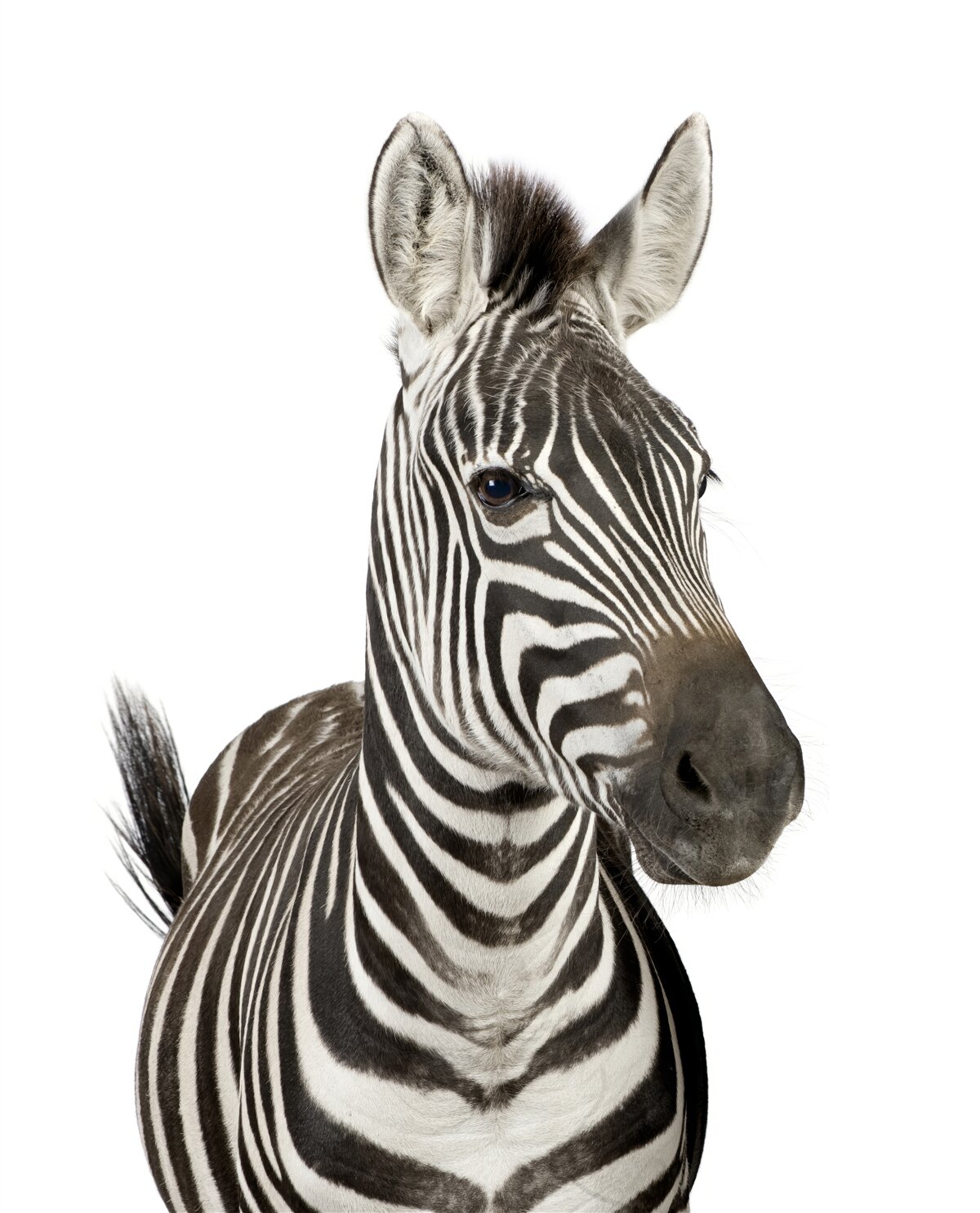Fototapet imaginea unei zebre