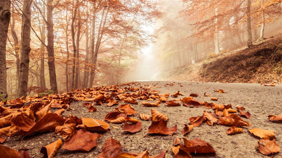 Fototapet frunzele se întind ca un covor auriu