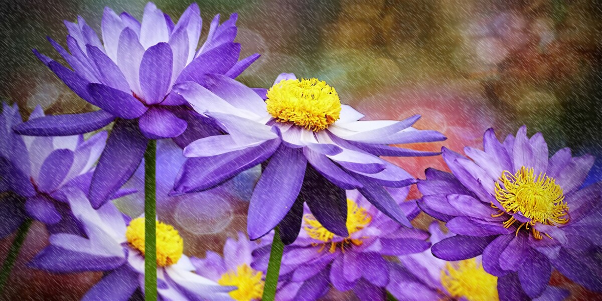 Fototapet flori violete cu centrul galben