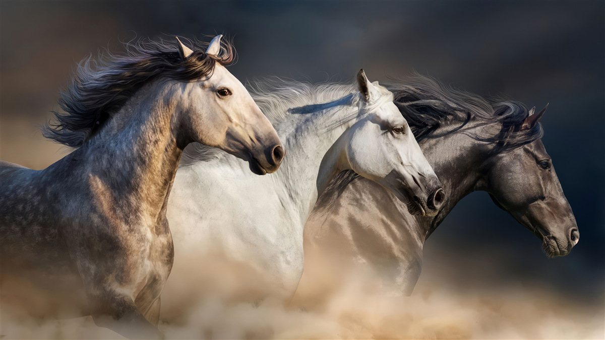 Fototapet trei cai în galop