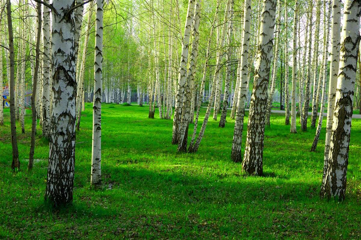 Fototapet iarbă verde și copaci