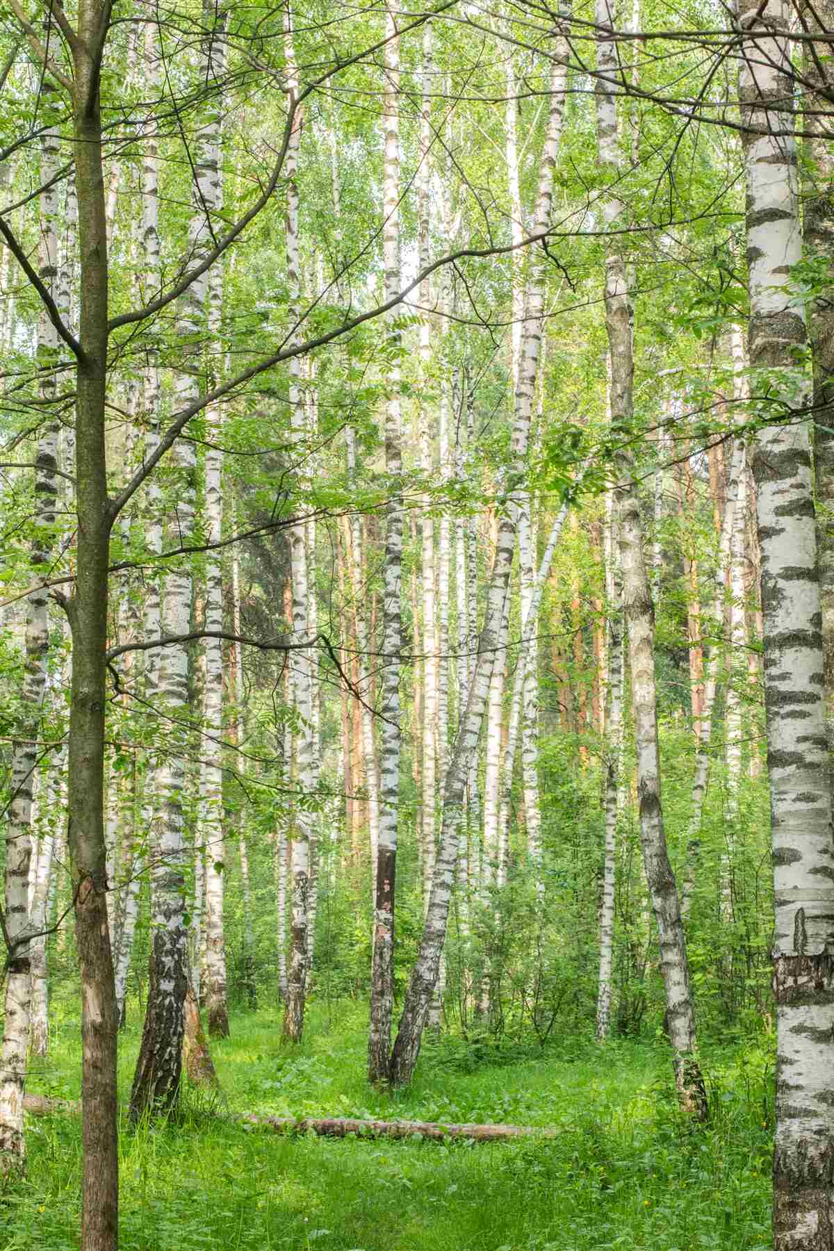 Fototapet pădure dens acoperită cu mesteceni